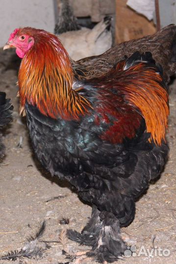 Молодые петушки и цесарки