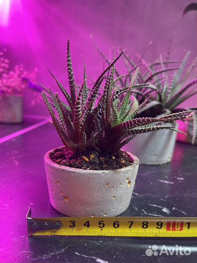 Кактус хавортия