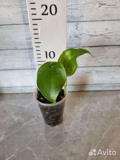 Алоказия, подростки и клубни