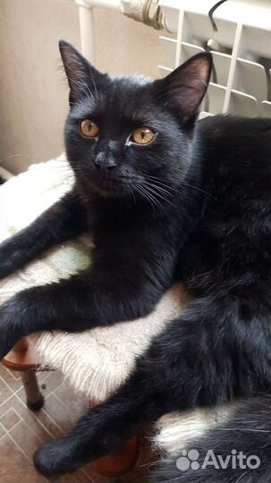 Британский котенок черный самец Симоня 7мес привит
