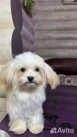 Мальтипу мальчик