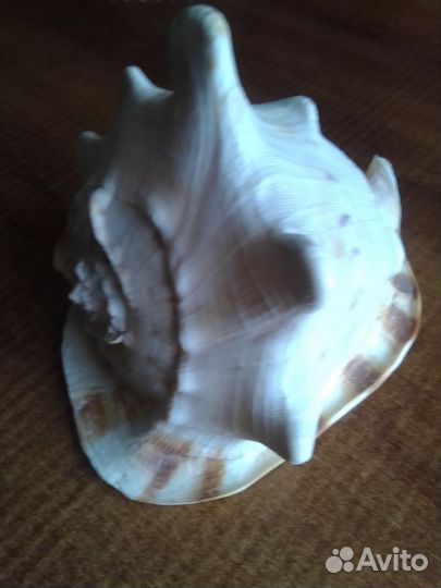 Большие морские раковины