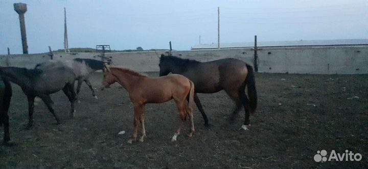 Продажа лошадей