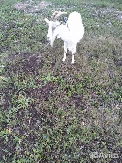 Продается коза