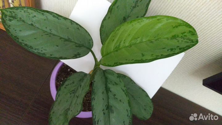 Аглаонема Мария, Сильвер Бей, фридман