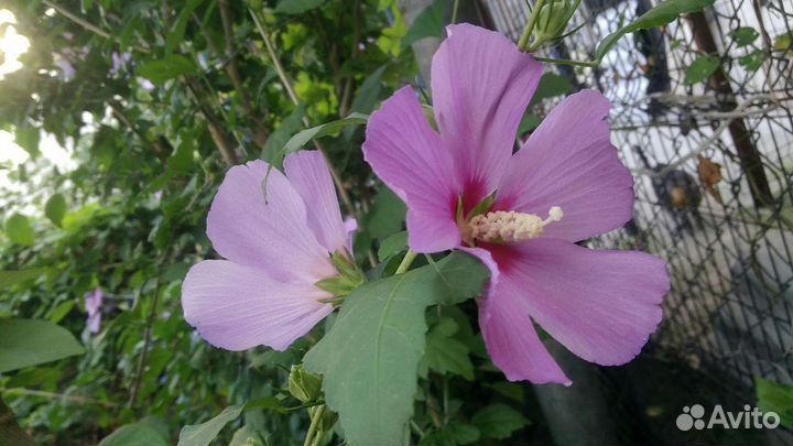 Саженцы Жёлтого Инжира и Черенки Инжира.Гортензии