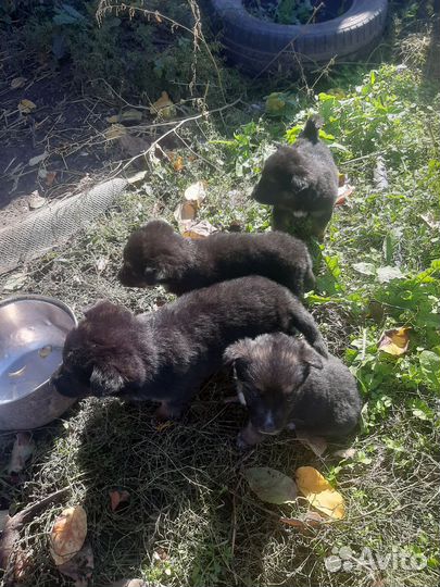 Щенки немецкой овчарки