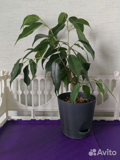 Фикус бенджамина