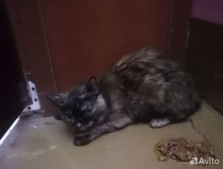 Кошка