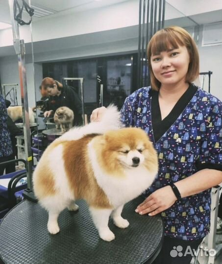 Стрижка собак (Груминг)