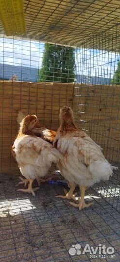 Куры молодки, несушка, цыплята