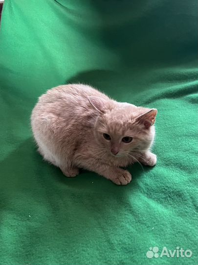 Котенок персиковый британец