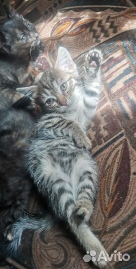 Кошки в добрые руки бесплатно