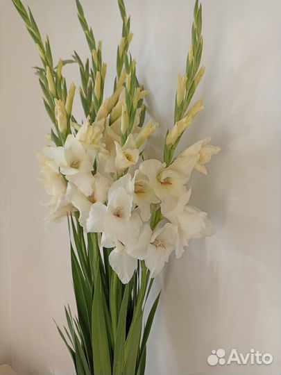 Гладиолусы луковицы