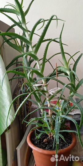 Алоэ, 4 года