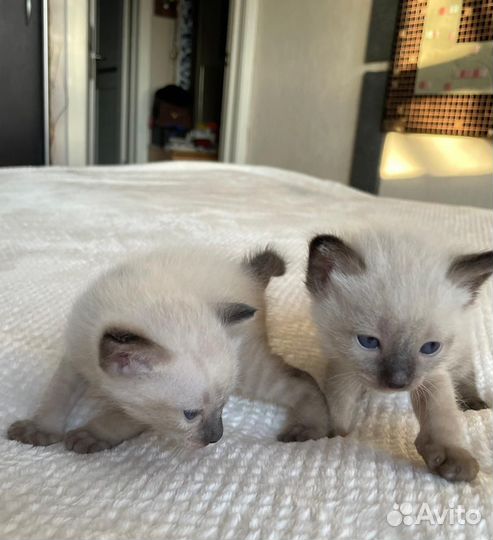 Продаю котят Меконгский бобтейл