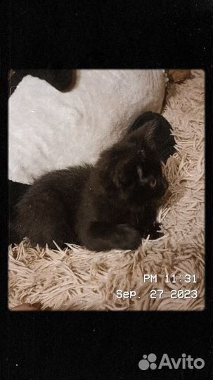 Котëнок девочка