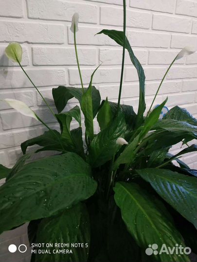 Спатифиллум гигант