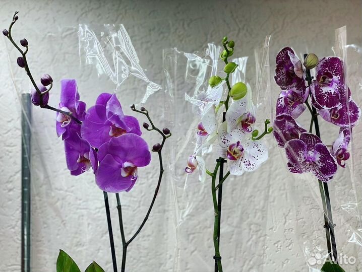 Орхидеи на 1 цветонос