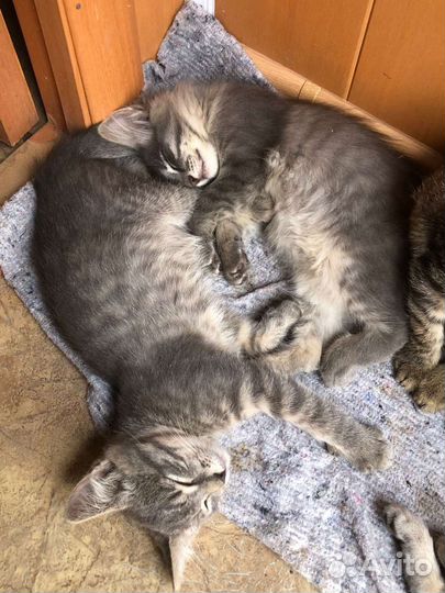 Отдадим котят в добрые руки