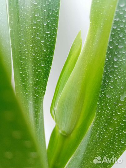 Неомарика- ирис