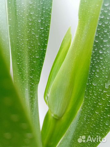 Неомарика- ирис