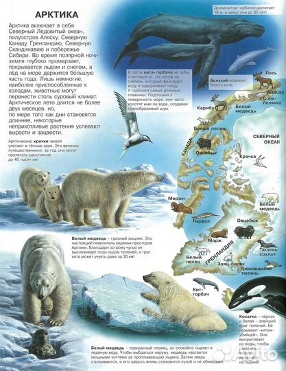 Энциклопедия атлас про животных