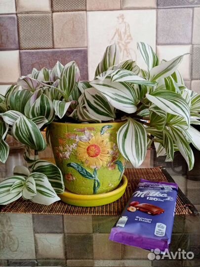 Комнатные цветы