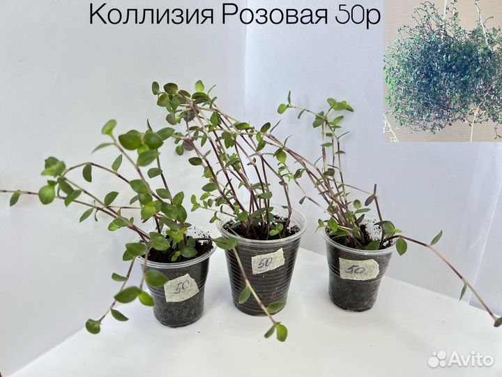 Комнатные растения