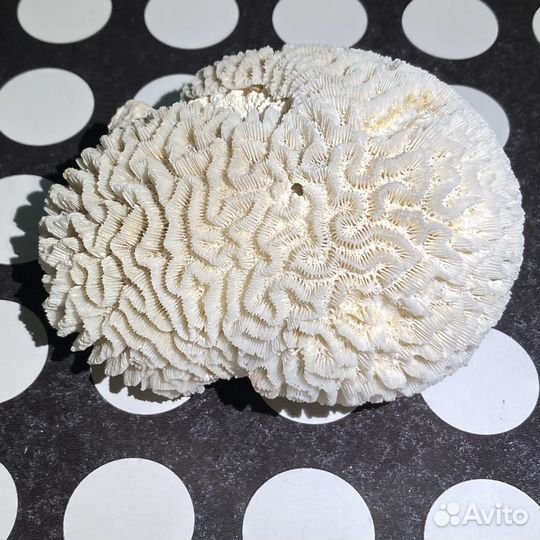 Мозговой коралл (мозговик)