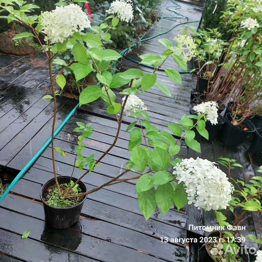 Гортензия Метельчатая Лайм Лайт