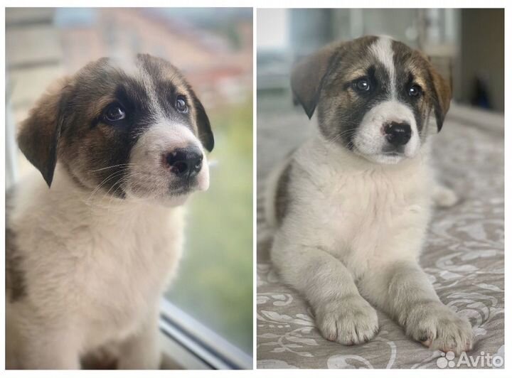 Очень милые щенки