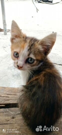 Отдам котят крысоловов