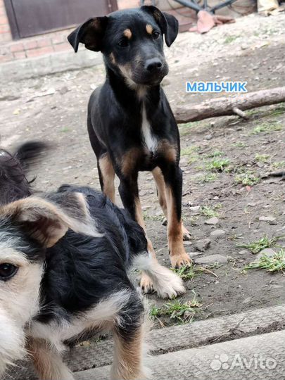 Собака в добрые руки отдам бесплатно