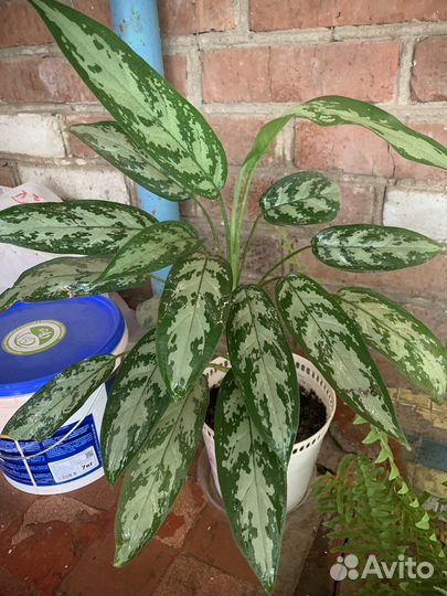 Продам комнатные цветы