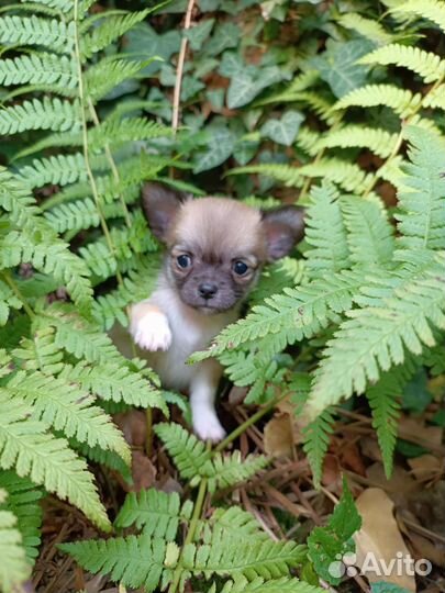 Чихуахуа девочка