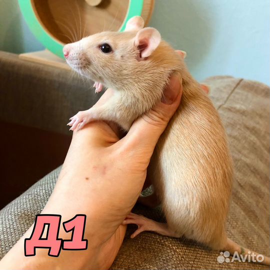 Крысята рыжие, славные