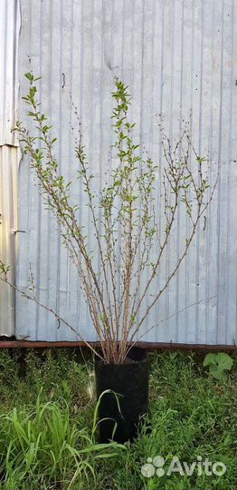 Барбарис обыкновенный