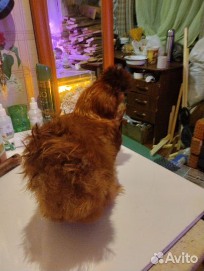 Китайские шелковые куры