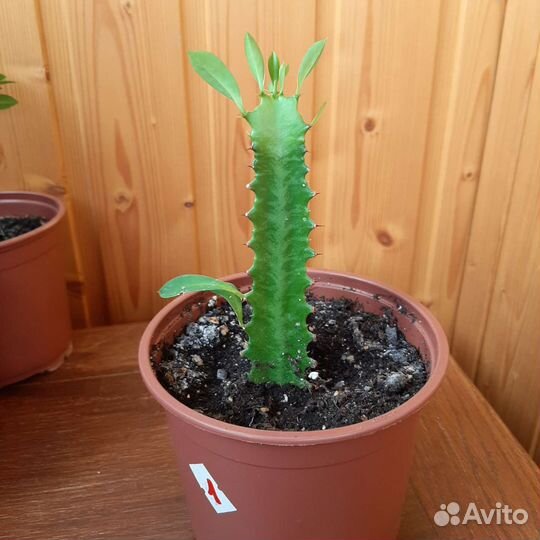 Молочай. Цветок