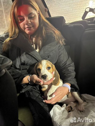 Щенок бигль девочка