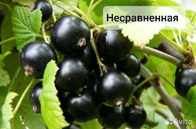 Саженцы смородины