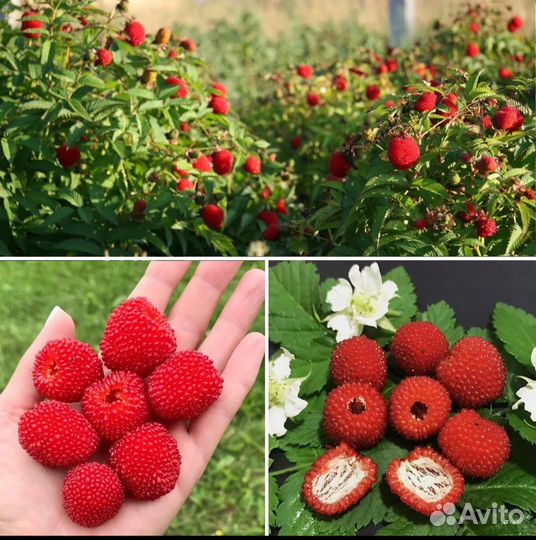 Тибетская малина саженцы