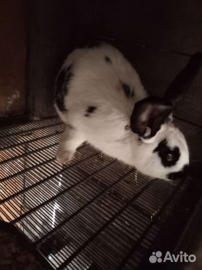 Калифорнийские кролики