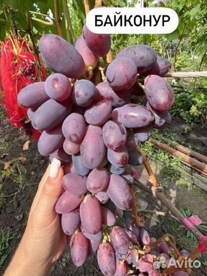 Виноград сортовой