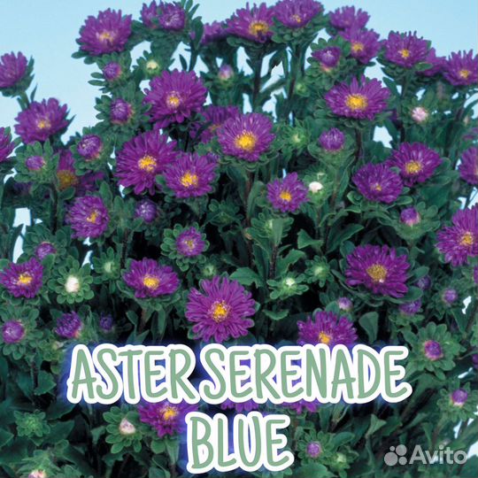 Рассада астры серии Серенада