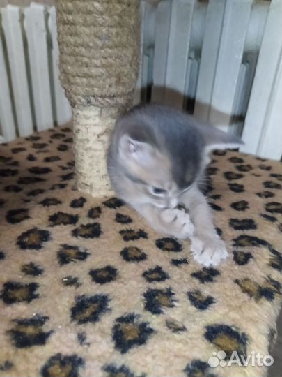 Абиссинская