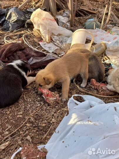Щенки крупной дворняжки