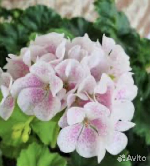 Пеларгонии сортовые
