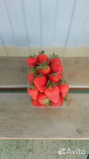 Клубникам оптом